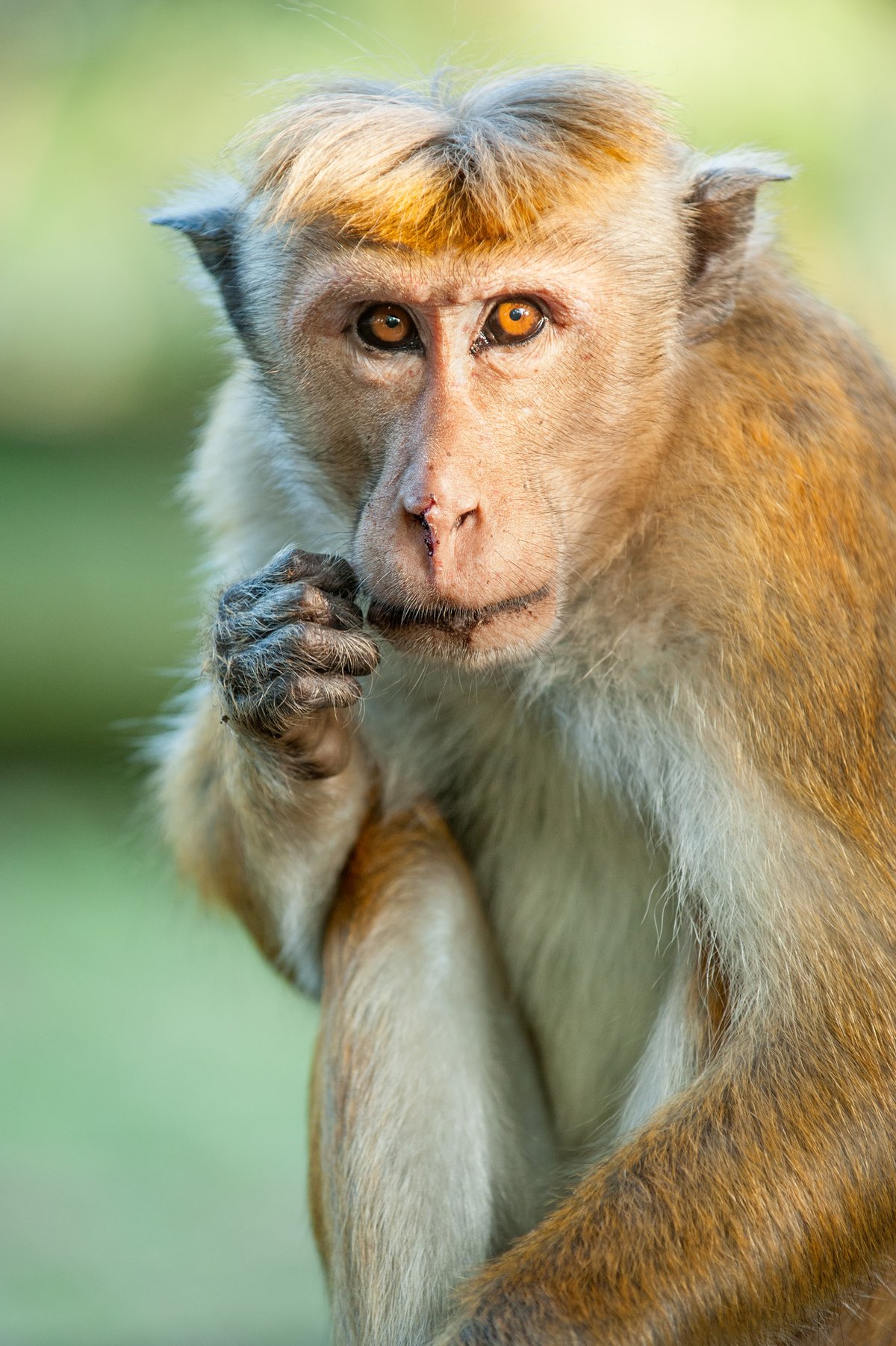 Monkey D Luffy Zodiac Sign Explains His True Taurus Nature